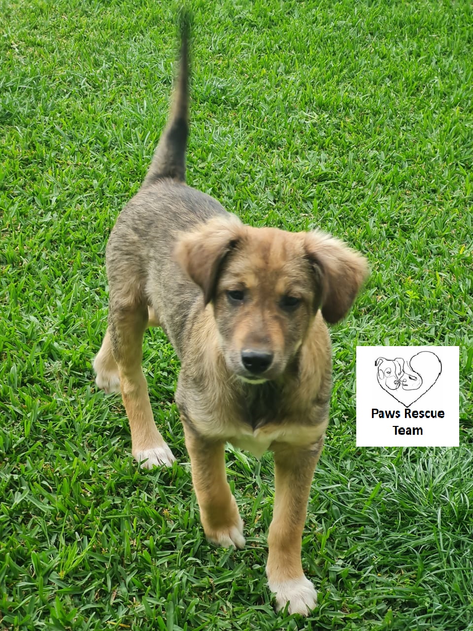 Save Lebanon's Dogs: Emergency Crowdfunding Needed