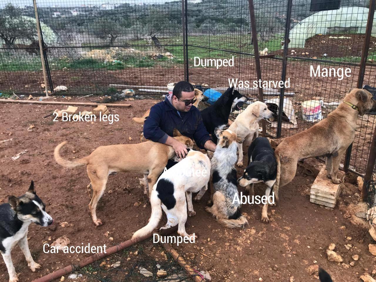 Help shelter dogs and more strays get medical care