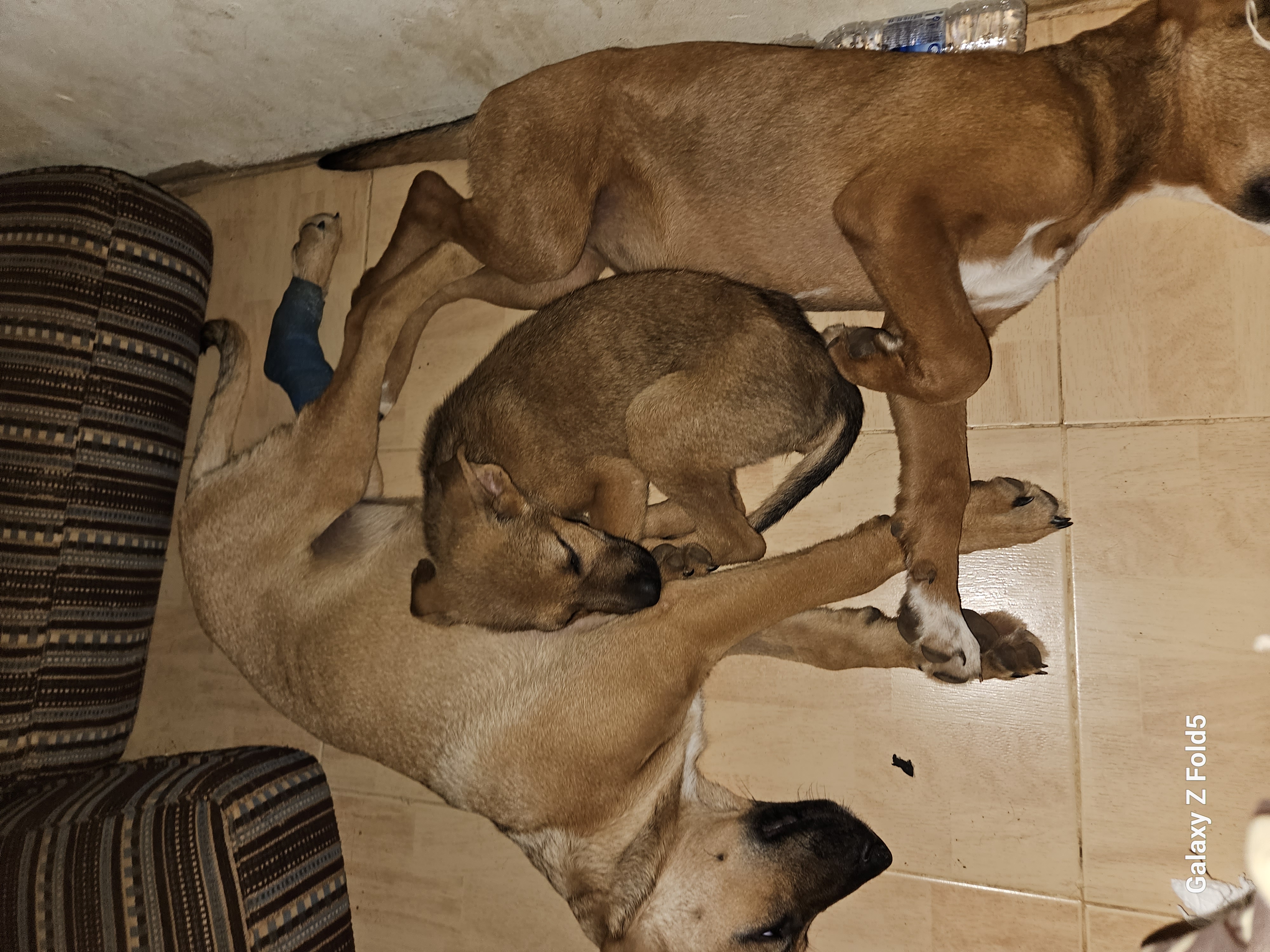 Rescue of Dogs and Cats from warzone south lebanon