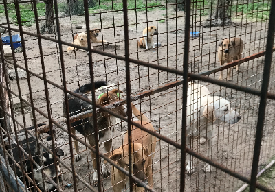 Keeping our rescue shelter dogs alive