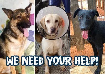 Help us send these 3 rescued dogs to Canada