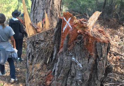 Crowd For Justice - Supporting Green Advocacy