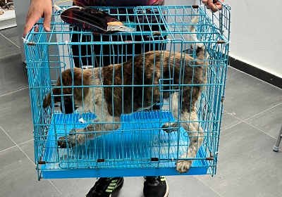 Hope for Three Hearts: Parvo Virus Relief Fund