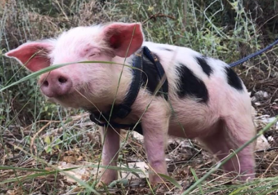 Support bringing back life to abused farm animals