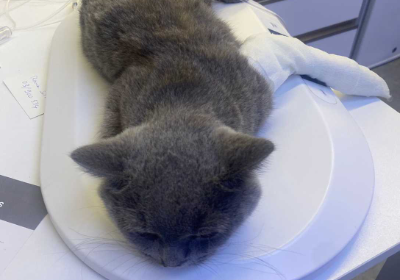 Kovo's FIP treatment