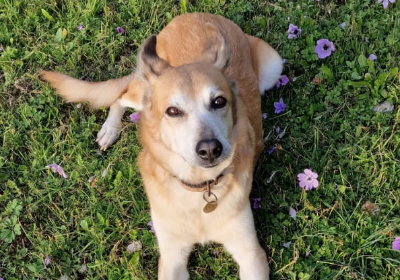 Help Ivy Get the Surgery She Needs to Walk Again