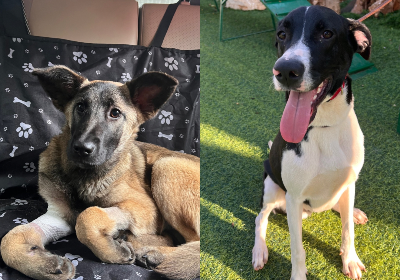 Theodora and Zoro Fundraiser