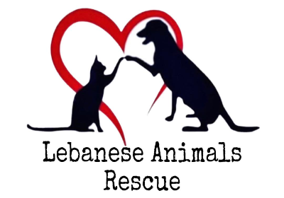 Lebanese animals rescue