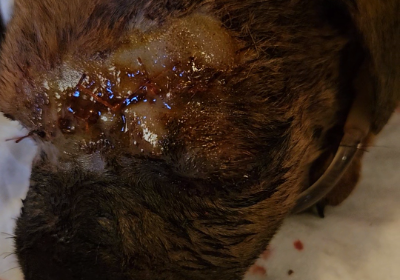 Puppy bitten by a big dog