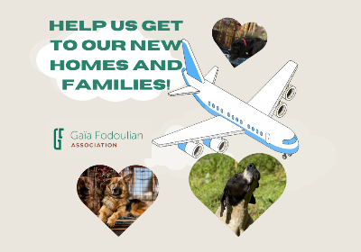 9 Dogs, 9 Homes: Be a part of their Journey