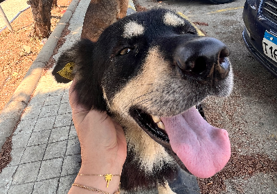 Neuter & Vaccinate Tripoli dogs