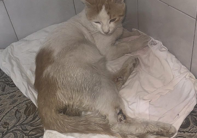 Help Bisso undergo a surgery