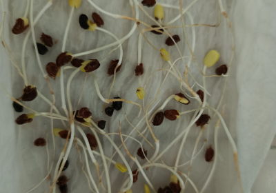 Green Belt Initiative _ 10,000 tree