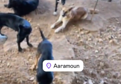 We are just dogs in wars