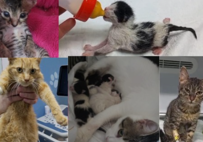 Help Us Save Istanbul's Street Cats