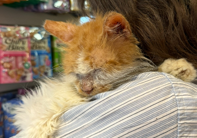 Whisks n’ Whiskers Helping Beirut’s street animals