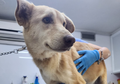 Homeless dogs need you