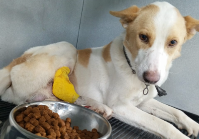 Emergency fund for stray animals