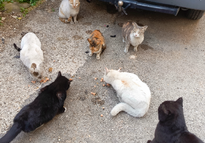 Give a Meow, Change a Life: Support Our Strays