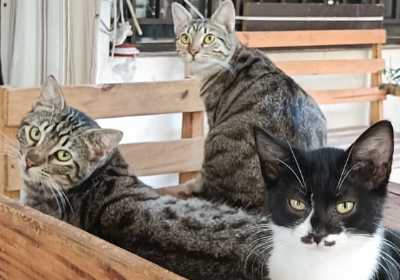 Stephanie's Cat house