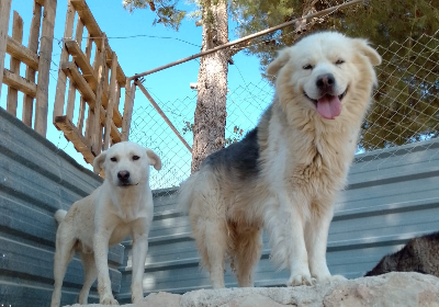 Help Zahle Shelter Provide for Abandoned Dogs