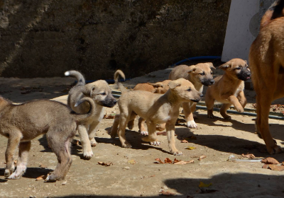 Help Us End the Suffering of Homeless Pets in Leb