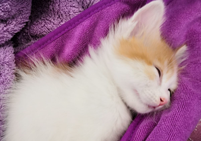 Her Home, Their Haven: Help a Cat Rescuer in Need