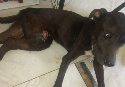 Help this poor baby walk