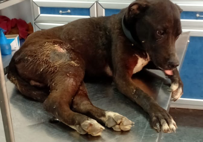 Help this poor baby walk again