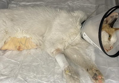 Her Babies Died Inside Her—Help Us Save Bisi