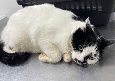 Save Daisy For Surgery