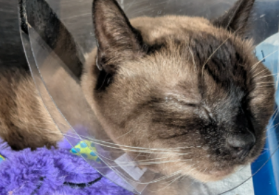 Help Chewy Beare Get Emergency Lifesaving Surgery