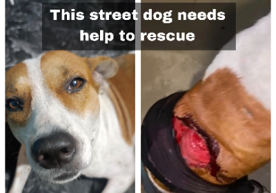 Street Dog Rescue