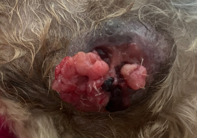 Help Save My Dog’s Life – Urgent Surgery Needed