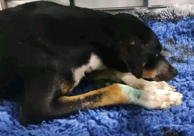 plz help me to do Surgery to my Dog tony