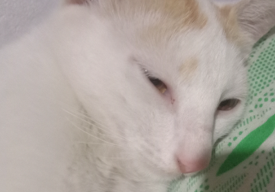 For Kitty's lung surgery