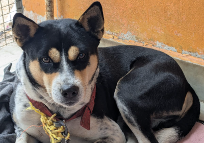 Help Tomy Walk Again