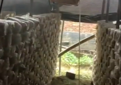 "Support the Mushroom Mission"