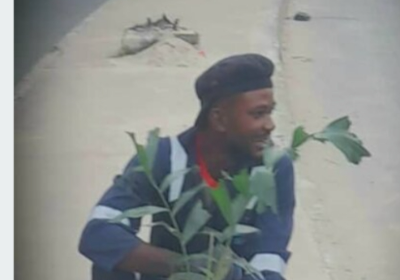 PLANT TREES IN LAGOS TO REDUCE HEAT AND FLOODING