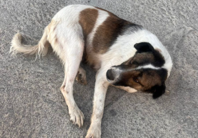 Help us saved our beloved dog mimi