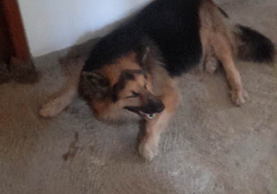 I need medicine for the dog.