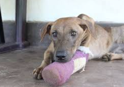 Paws of Hope: Building a Future for Stray Animals”