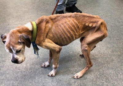 To Help animals suffer from hunger and illness