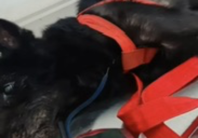 My Dog’s Kidney Diseases-An Emergency Situation