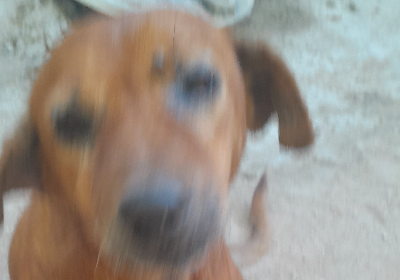 Shelter for street dogs