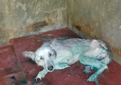 Be a Voice to Voiceless Stary Animals