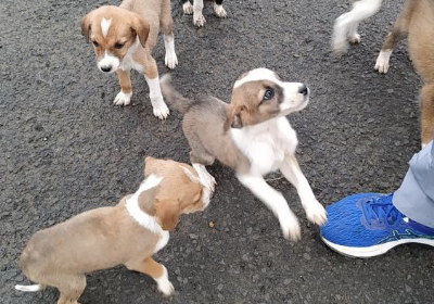 "Let's save the lives of helpless street dogs"