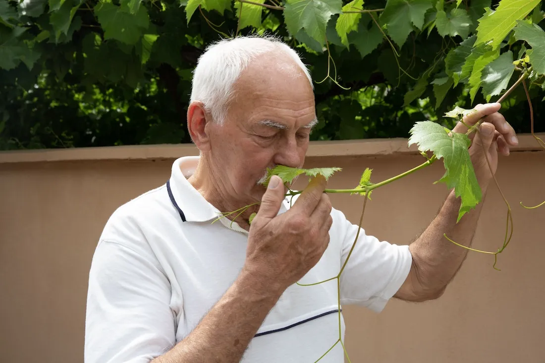 elderly man smells leaves on tree